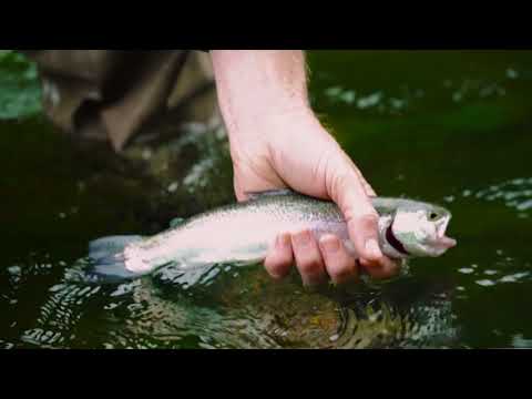 Video File